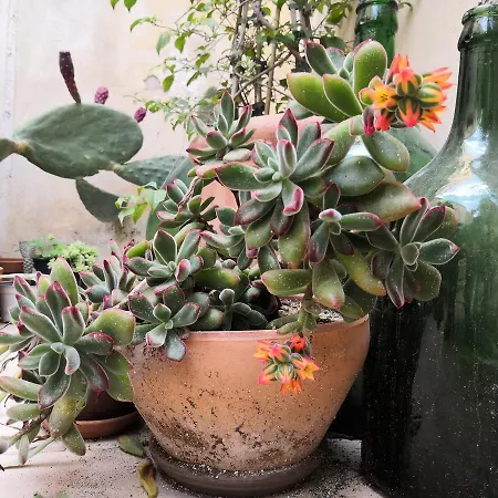 Casa Del Carmine * Syrakuzy